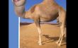 Hoe te zetten van een hoofd dat kan dan niet jou, op een kameel