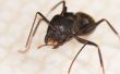 Snel en gemakkelijk Indoor/Outdoor Ant Poison