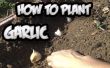 How To Plant Garlic