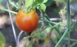 Verkiezing teken tomaat kooi