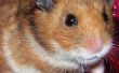 Vangen een ontsnapt Hamster met overschot elektronica