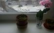 Huis groeiende. Lobelia bloem op de vensterbank. 