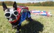 Opvliegende van hoge, is Echo de patriottische Skydiver! 