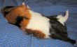 Train uw cavia to Play Dead