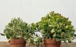 Jade planten: Zo gemakkelijk bij Care For In het huis & In de tuin