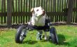 Aanpasbaar rolstoel voor gehandicapte honden
