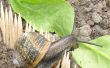 Mislukte Project: Houden slakken weg van een moestuin