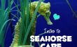 Inleiding tot de Seahorse zorg