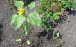 Heeft Miracle-Grow echt invloed op de groei van de zonnebloem plant tijdens kieming en de vroege stadia van groei van de plant na? 