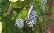 Zilveren pinecone decoratie