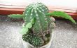 Enten Cacti (en andere vetplanten)