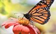 Opslaan van de monarchvlinder