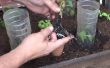 Como Tener Una Planta De Tomate nl 15 Dias