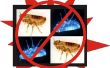 Controle van de pulgas natuurlijke, con productos encontrados nl el hogar
