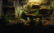 Terrarium / vivarium waterdichte rock werk voor kikkers en amfibieën