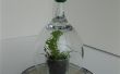 Schot & Wine Glass Terrarium / zaad Starter