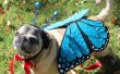 Huisdier kostuum vlinder