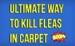 Hoe om te doden van de vlooien in het tapijt natuurlijk