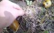 Vangen van wormen met walnoten (video)