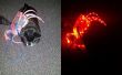 LED Spider decoratie of hond kostuum