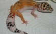 Luipaard Gecko Care