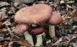 Hoe om te beginnen met uw zeer eigen tuin Giant Mushroom Patch! 