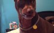 Loom Band Dog Collar