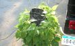 How To Grow een verticale Lima & Green Bean moestuin