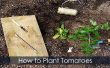 Tomatenplanten - aanplant van koppelverkoop Up en groeiende gids