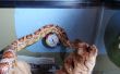 How to Keep and Maintain a Corn Snake