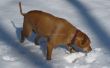 Hide and Seek traktaties van de hond in de sneeuw! 