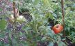 Groeien tomaten uit zaad