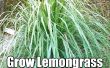 Hoe om te groeien van citroengras