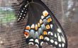 Koninginnenpage Butterfly incubatie Habitat