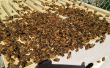 Korf/installeren van een honingbij kolonie uit een pakket
