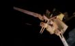 Maken van een ornithopter/chirothopter