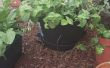 Hoe maak je een Plant Stand met tomaat kooi