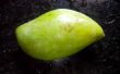 Groene mangochutney