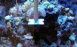 Aquarium schraper voor hardnekkige algen