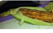 Gezonde gegrild maïs met stam