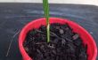 Gemakkelijke manier om te groeien zaailingen met behulp van een Worm Farm