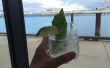 Hoe maak je een basilicum citroengras wodka Tonic
