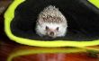 Verzinkingslijn Hedgehog Snuggle tas