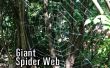 Giant Spider Web