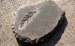 DIY beton:: Stepping Stone fossiele