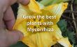 Opslaan van kunstmest, uw zak, de wereld en gezondere planten krijgen met behulp van Mycorrhiza