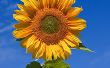 How To Save uw zonnebloemen van beestjes voor minder dan $2
