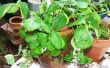 Hoe Plant een aardbei Pot met aardbeien
