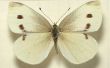 3D printen een kooluil / Butterfly lokvogel te slaan uw kool