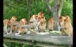 Hongerige apen: waar om voedsel te krijgen voor onder $10 bij Pier 9
